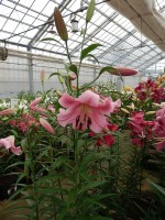 [4160 Jantine Mak No101.JPG]